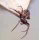 Araneidae  30 Aprile 2010 006 Visualizzazione Posta elettronica - Rapida.jpg