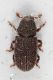2016-07-10-17.40.40-ZS-PMax.jpg