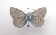 20160628 Cupido (Cupido) minimus ♂ Mt Castellazzo.jpg