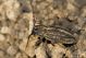 Pedestredorcadion pusillum IMG_7326.jpg
