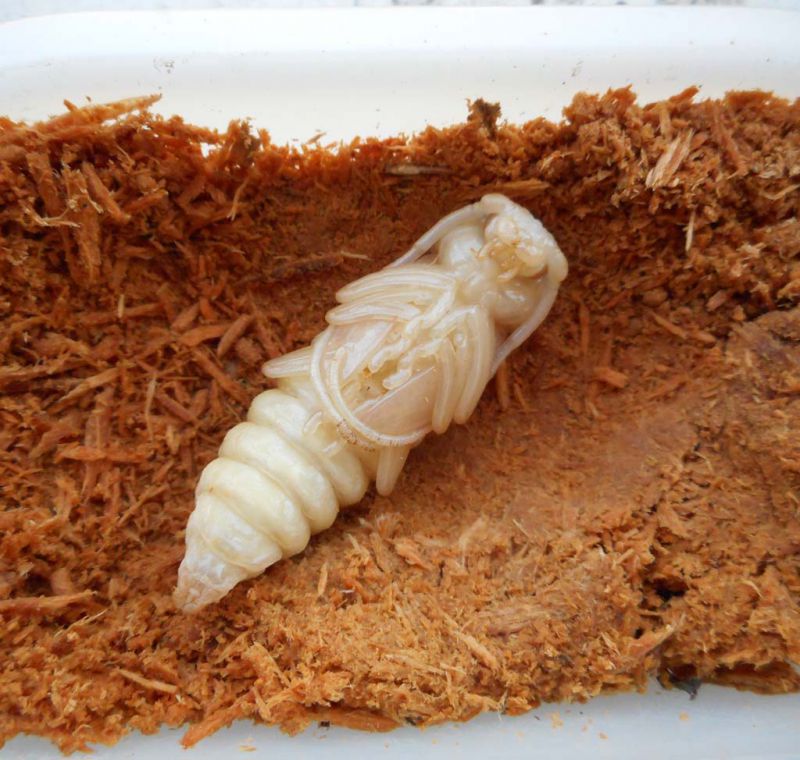 03_pupa_2.jpg