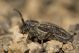 Pedestredorcadion pusillum IMG_7325.jpg