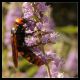 megascolia_maculata_maculata-f.jpg