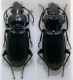 Pterostichus femmine.JPG