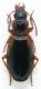 Cymindis 1.JPG