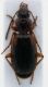 Cymindis 2.JPG