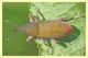 Curculionidae Anzio circa 20 mm. (25).JPG