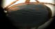 cymindis dettaglio.JPG