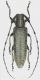 Agapanthia_villosoviridescens_Campo_di_Giove_1600m_25-VI-2016_13mm_grey.jpg