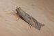 DSCN8373.JPG