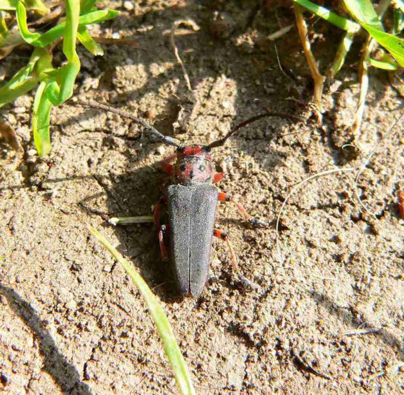 Musaria rubropunctata (1) (2).jpg