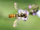 Marano_20160717_096_1000.jpg