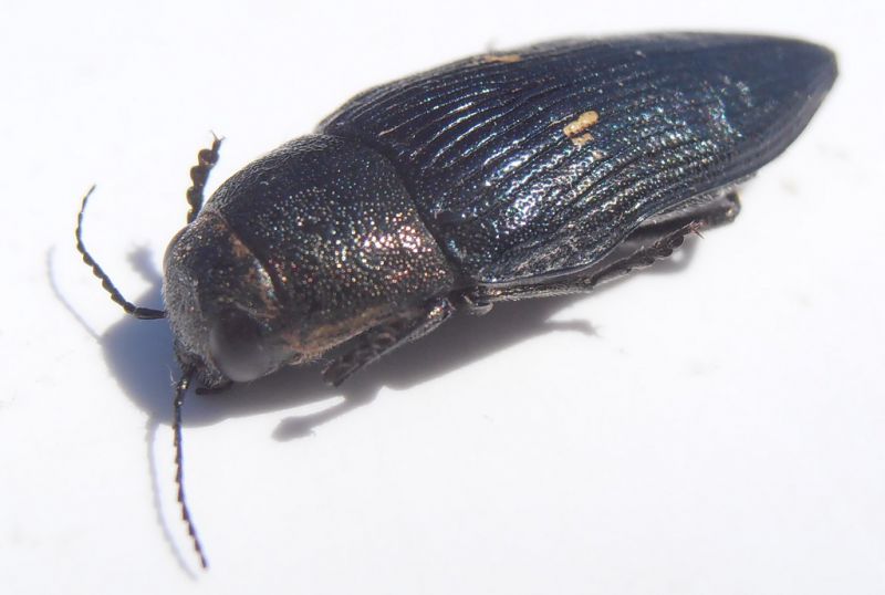 B.novemaculata 1.jpg