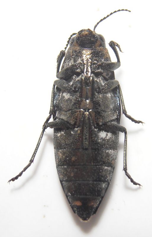 B.novemaculata 2.jpg