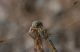 IMG_6264.jpg
