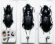 pterostichus confronto 1.JPG