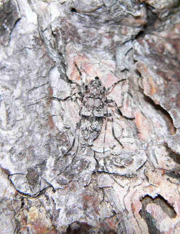 Acanthocinus henschi  (2).jpg