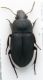 Harpalus 1a.JPG