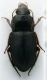 Harpalus 2a.JPG