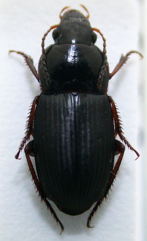 Harpalus 2b.JPG