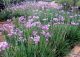 Tulbaghia-violacea.jpg