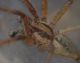 IMGP3682_Funnelweb_spider_cr_sm.JPG