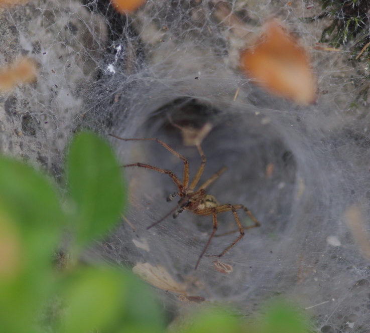 IMGP3685_Funnelweb_spider_sm.JPG