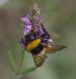 IMGP3710_Big_bumblebee_sm.JPG