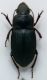 Harpalus 3b.JPG
