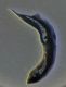 edeago Cryptocephalus F.jpg