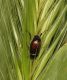 Hymenoplia-live-2.jpg