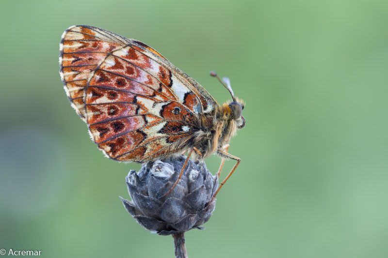 Boloria_titania_0680.jpg