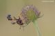 Physocephala_Costa-salata_DSC_0762.jpg