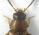 Thamiaraea cf pronoto.jpg