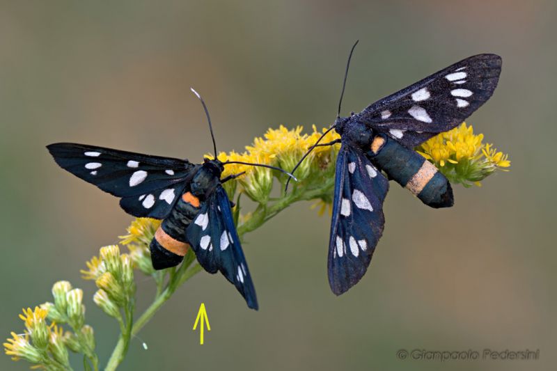 amata-phegea-01---2106.jpg