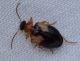 Carabidae2.jpg