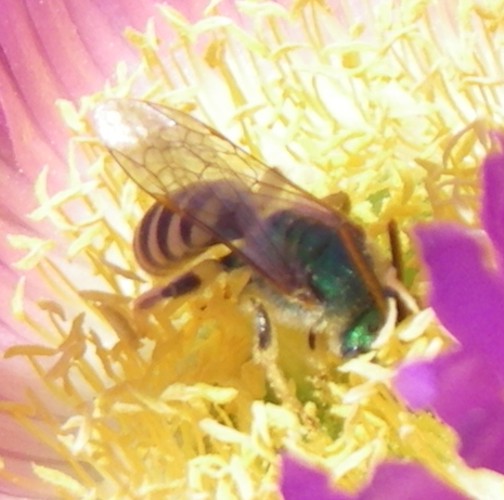 Agapostemon sp. 2 (13-7-16 Quiviro Road, San Diego).jpg