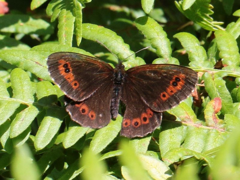 Erebia_euryale_s_0254.jpg