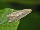 0 7 20160622faiallo-113.jpg