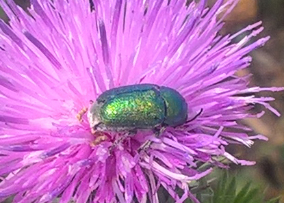 Green beetle Prostejov.jpg
