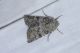 luteocincta Desulo Sant 8.7.16 P1060956_Edited_0001.JPG