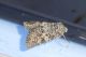 luteocincta Meana Ortu 1.7.16 P1060488_Edited_0001.JPG