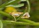 0 7 20160712argentera-166.jpg