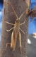 Unidentified grasshopper C2.JPG