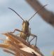 Unidentified grasshopper C4.JPG