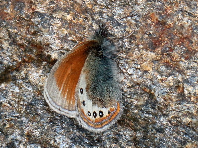 Coenonympha_gardetta_s_0776.jpg