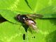 Diptera 13 Aprile 2010 042 Visualizzazione Posta elettronica - Rapida.jpg