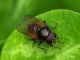 Diptera 13 Aprile 2010 048 Visualizzazione Posta elettronica - Rapida.jpg
