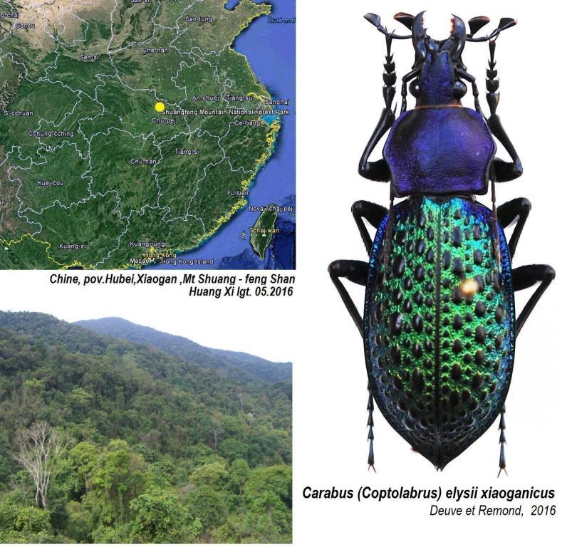 Carabus (Coptolabrus) elysii xiaoganicus Deuve et Remond,   2016 - Kopie.jpg