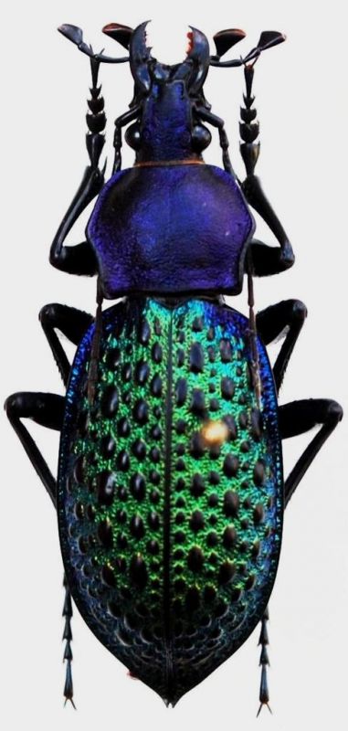 Carabus (Coptolabrus) elysii xiaoganicus Deuve et Remond,  2016 - Kopie.JPG